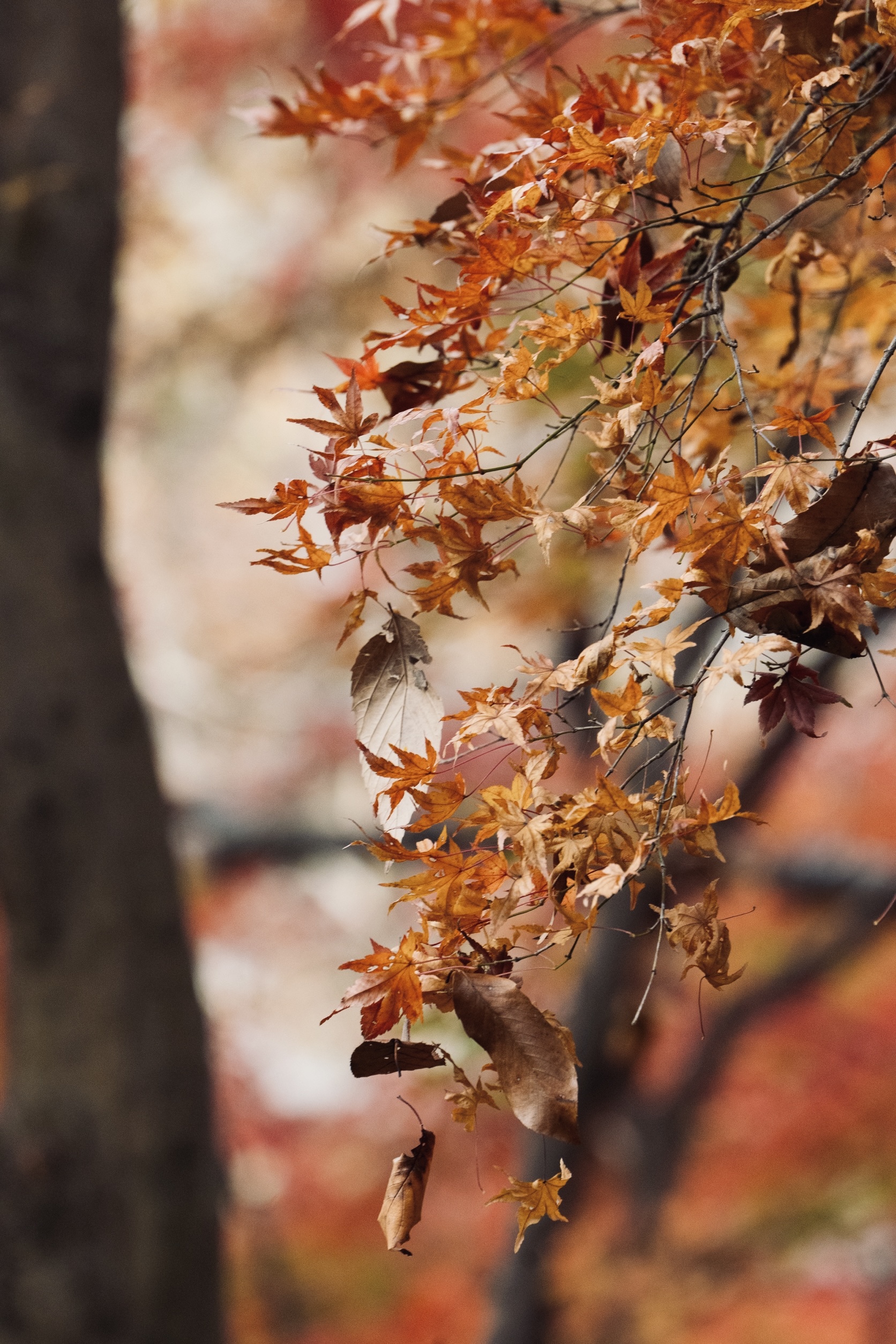 Autumn Distance