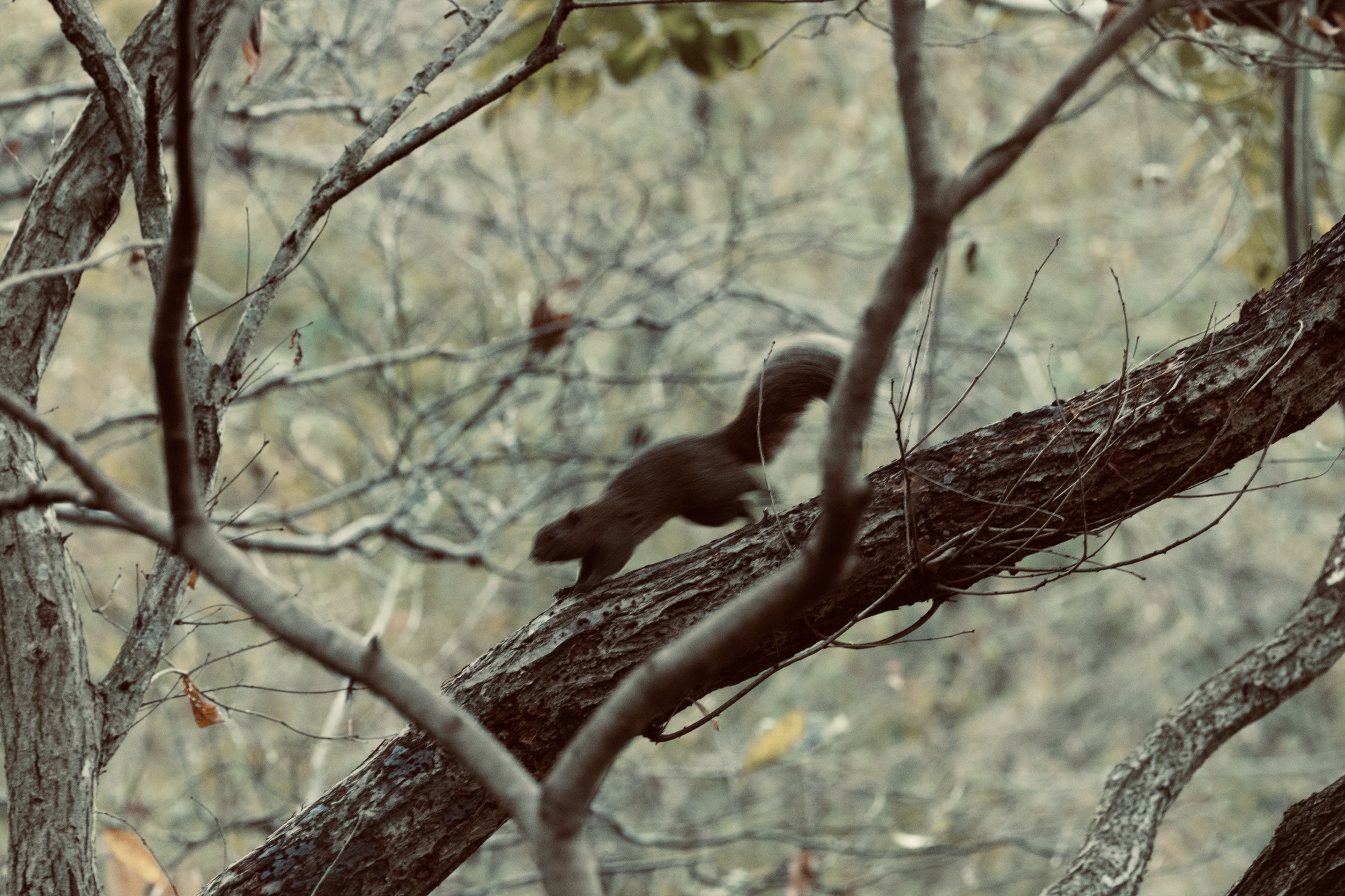 Squirrel