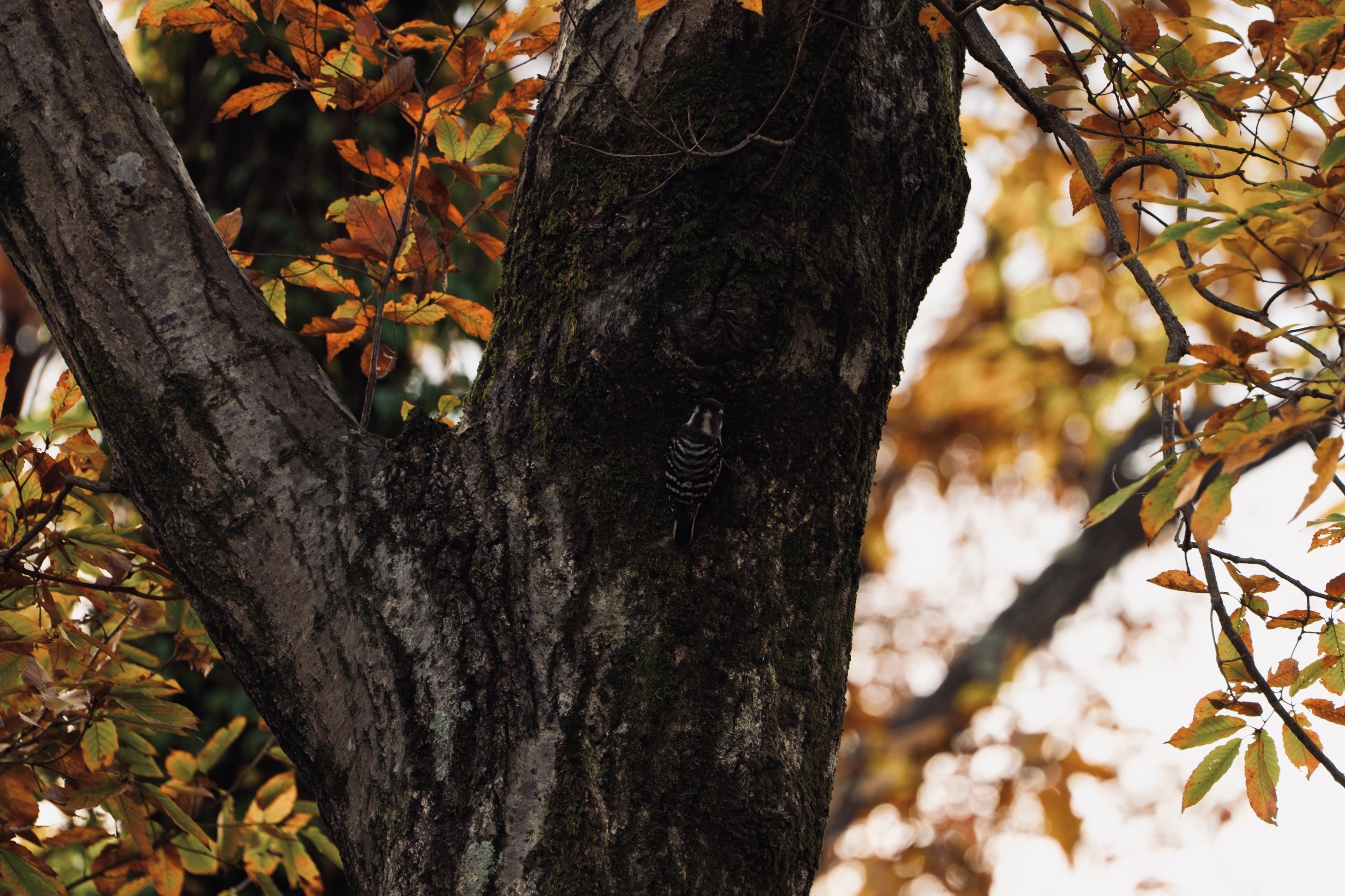 Woodpecker