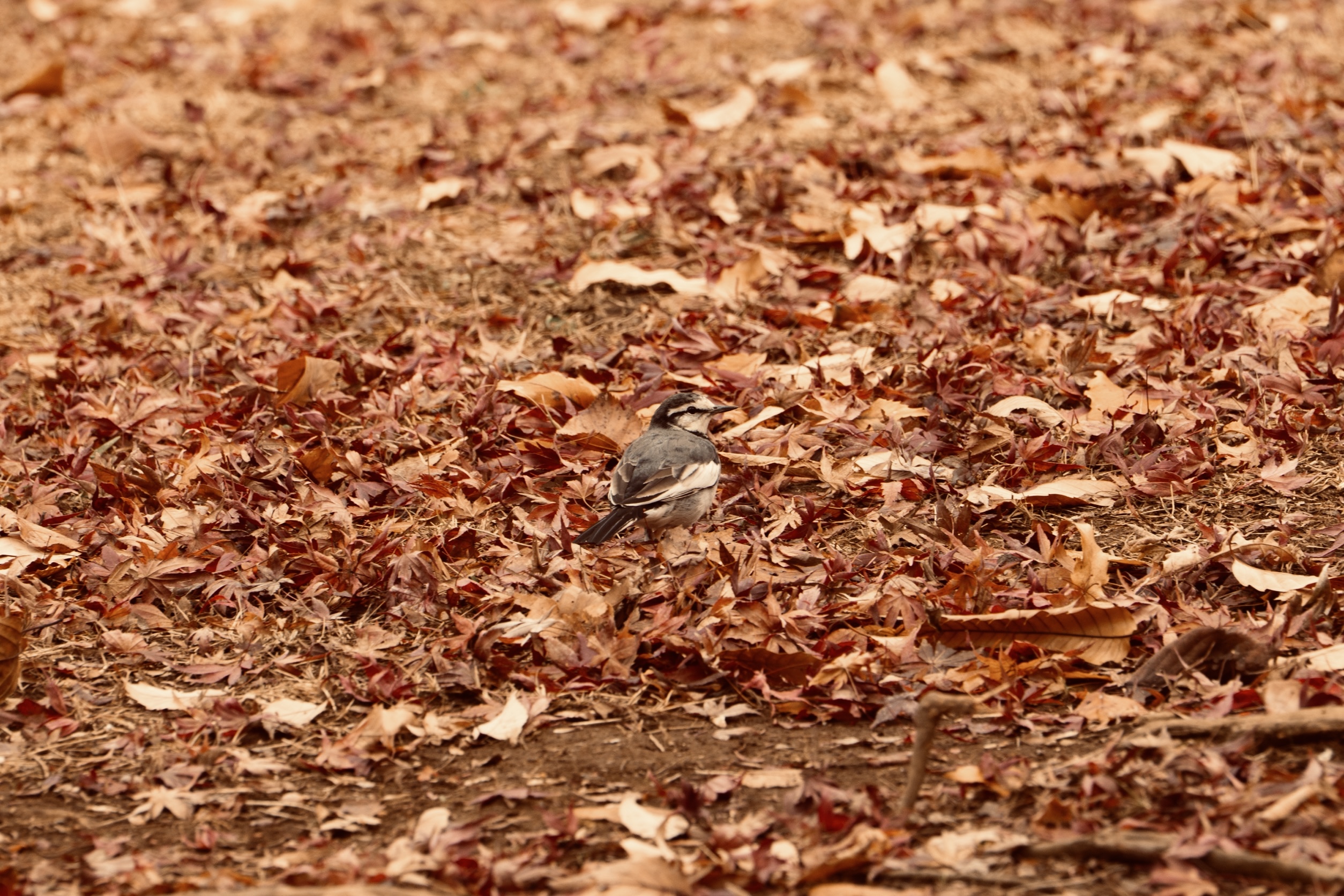 Nature - Wagtail