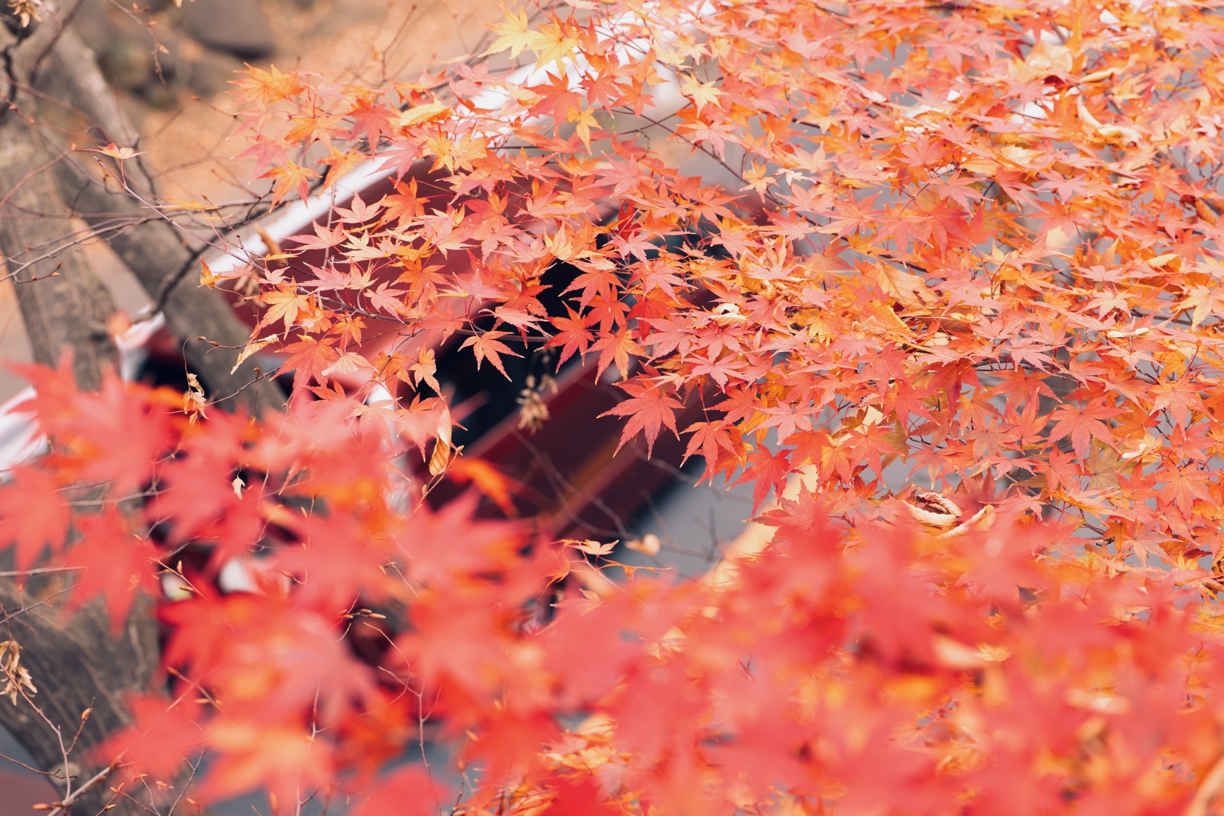 Autumn Leaves
