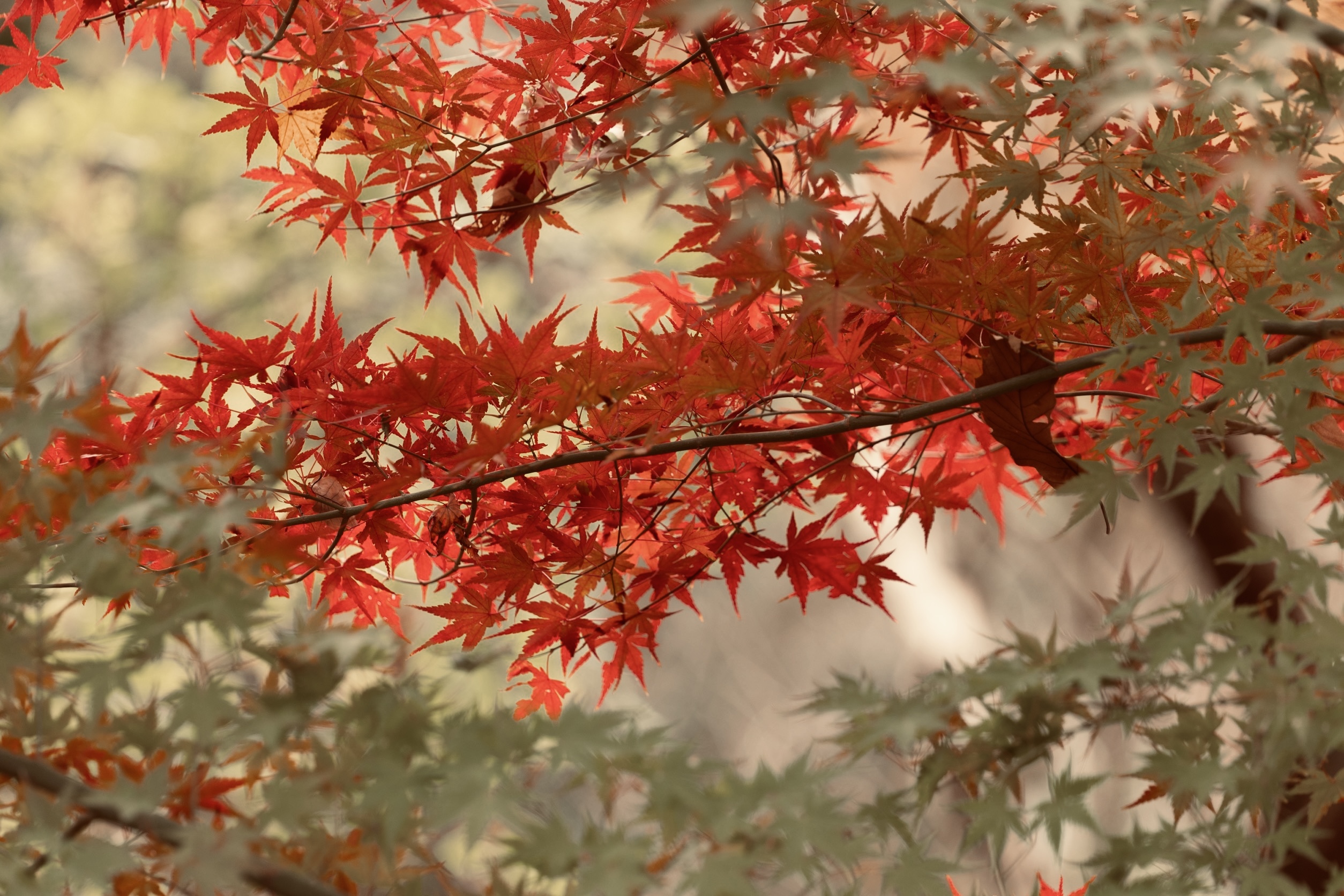 Autumn Red