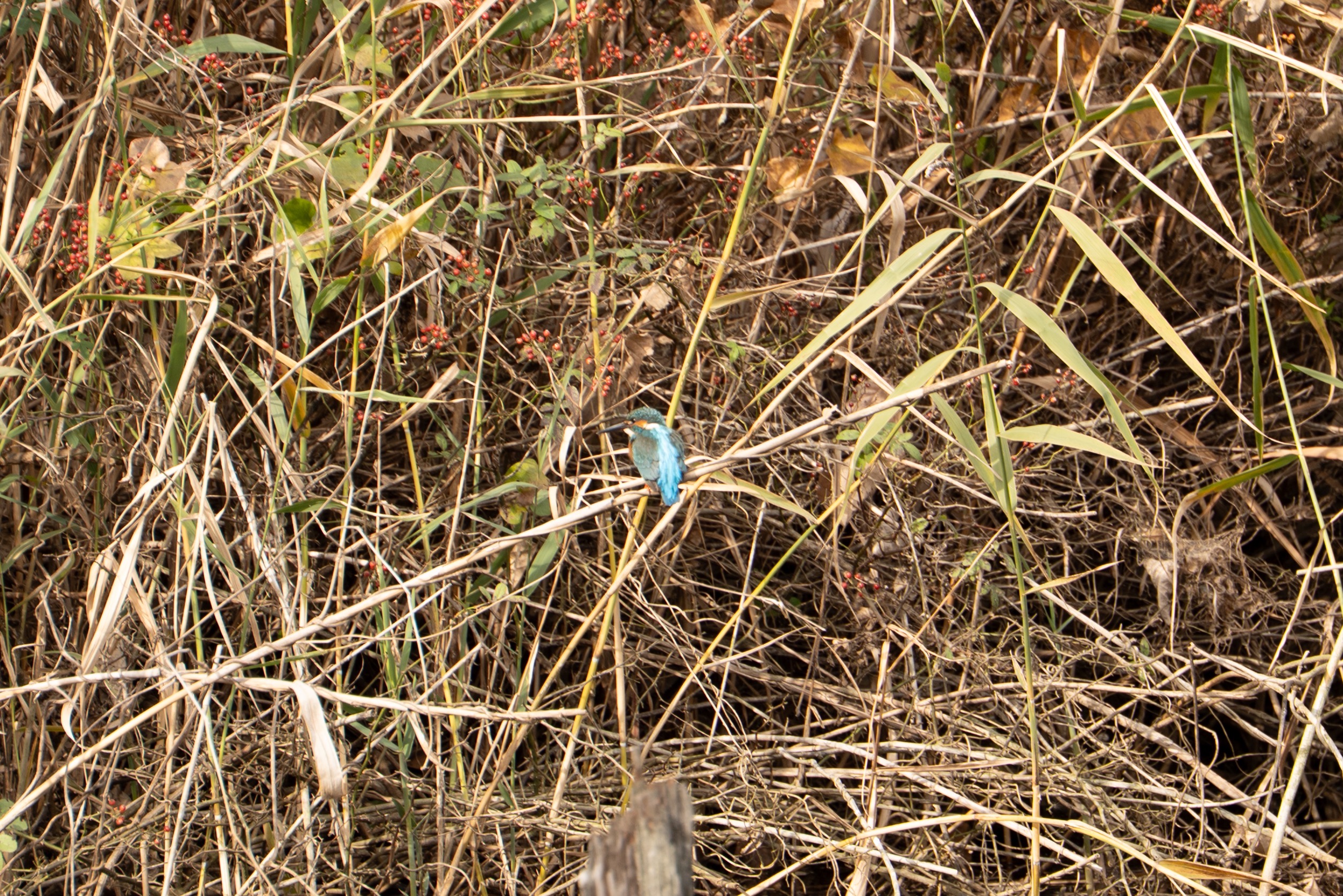 Blue Bird