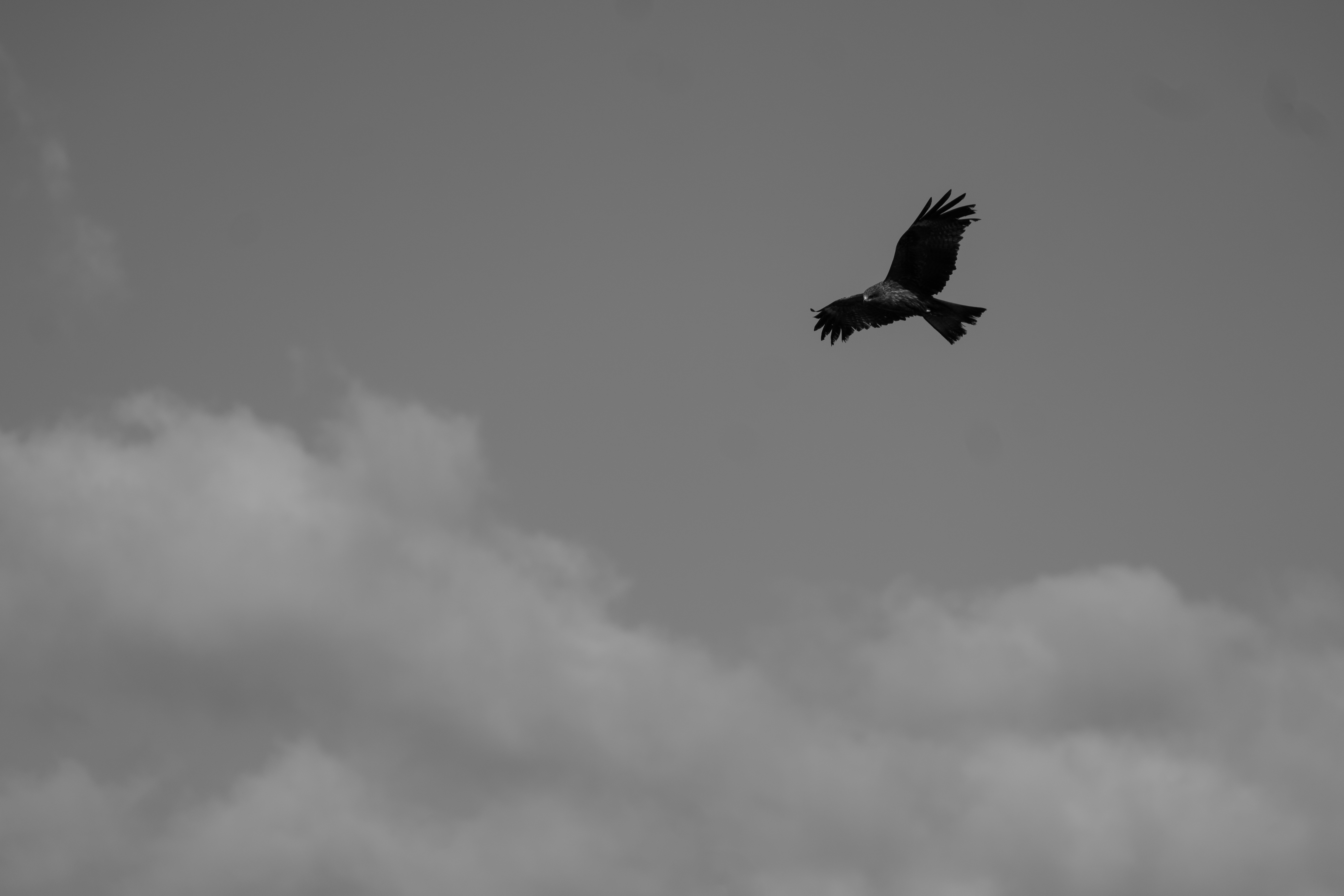 Flying Bird