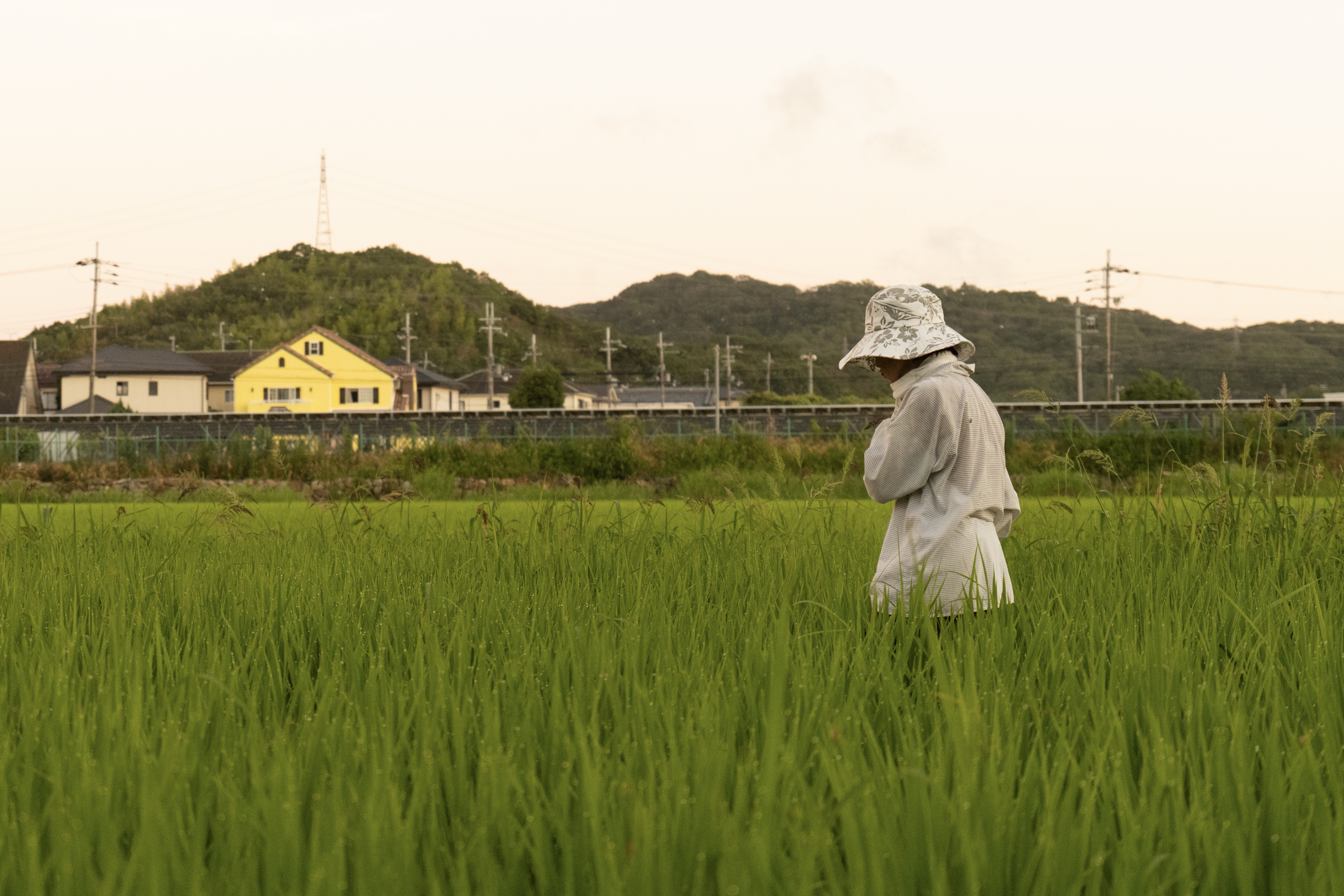 Life in Field